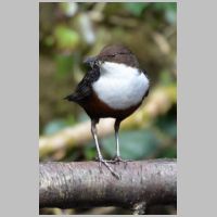 2013 2nd Steve Cload- dipper